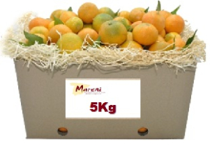 5 kg Mandarinen - frisch gepflückt